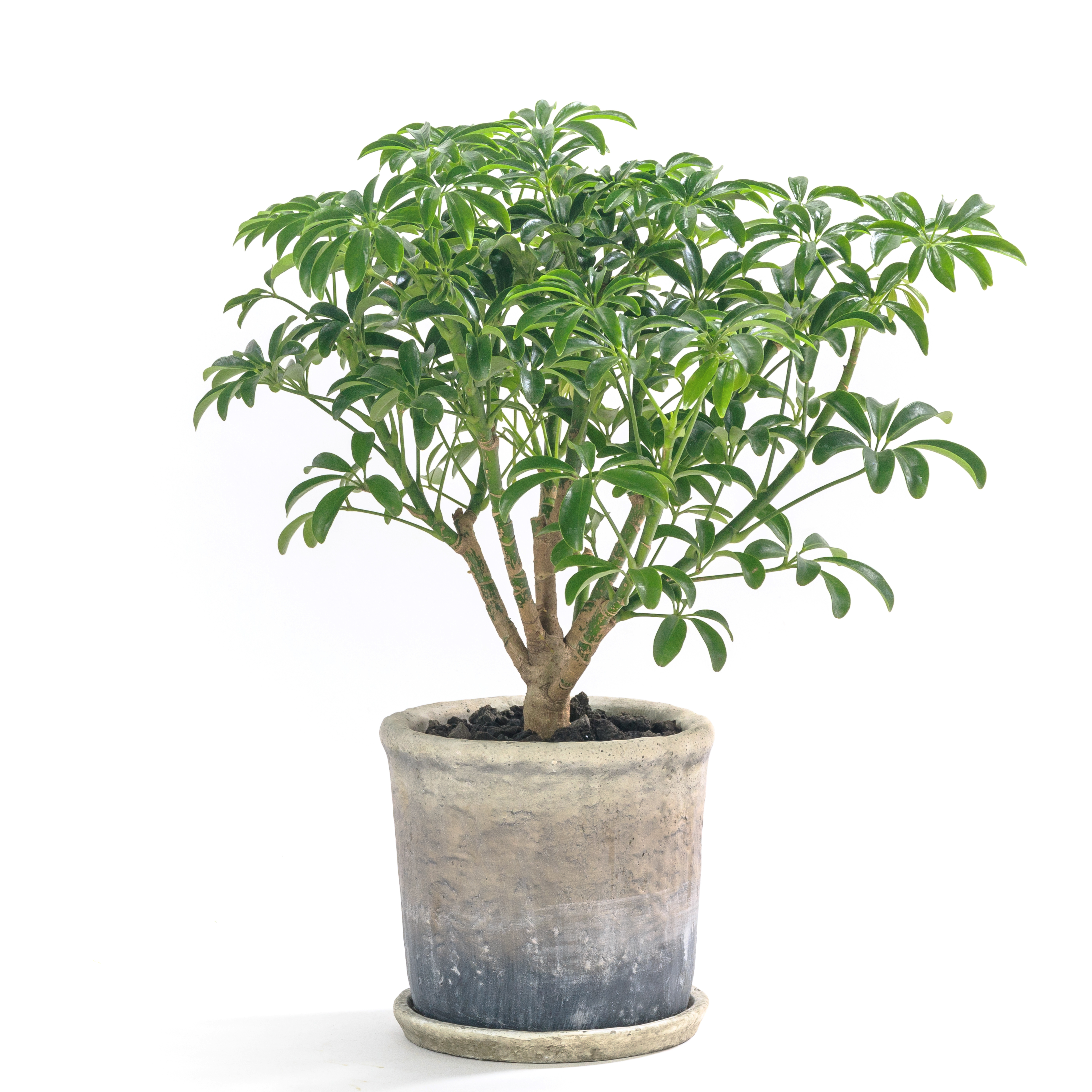 カポックの写真