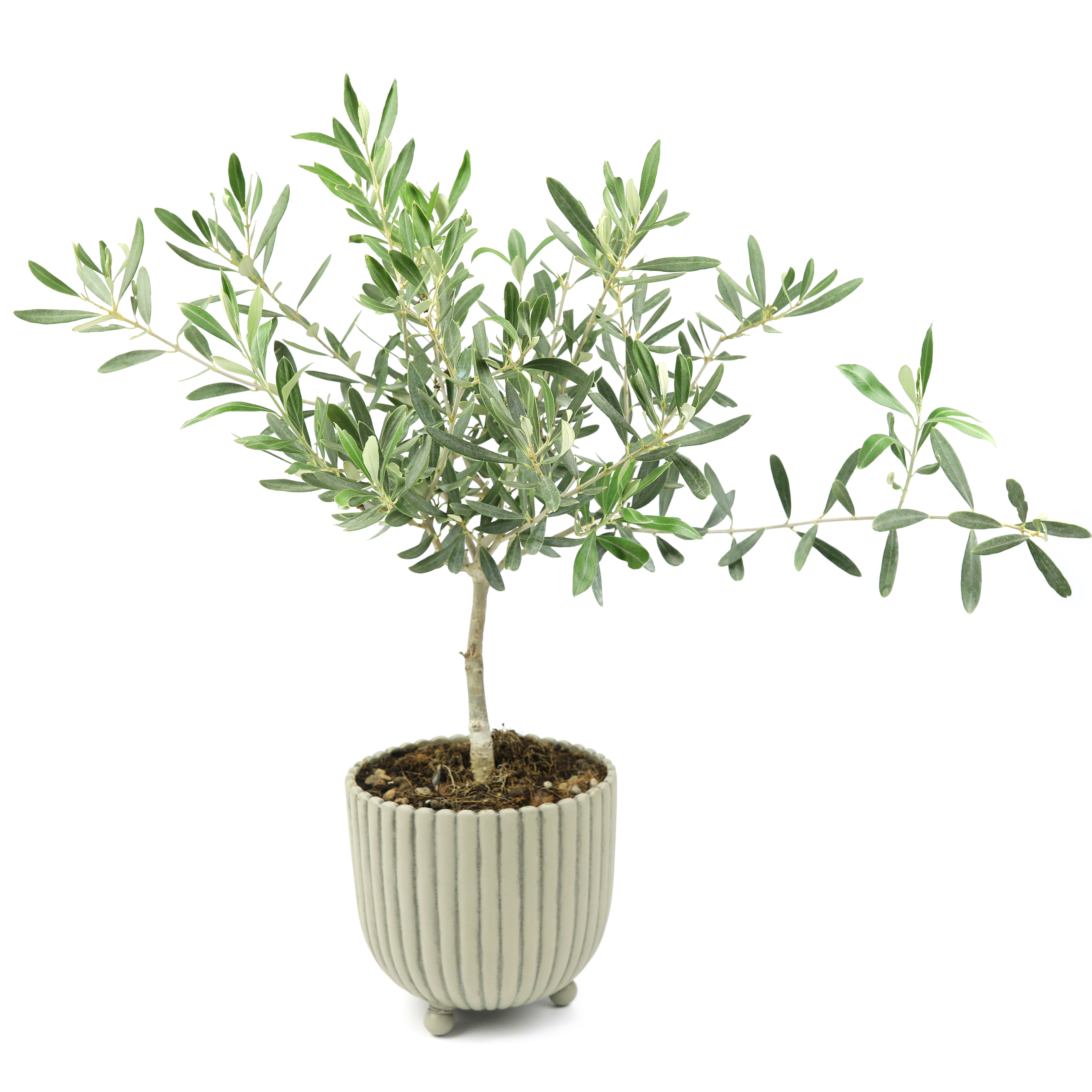 オリーブの写真