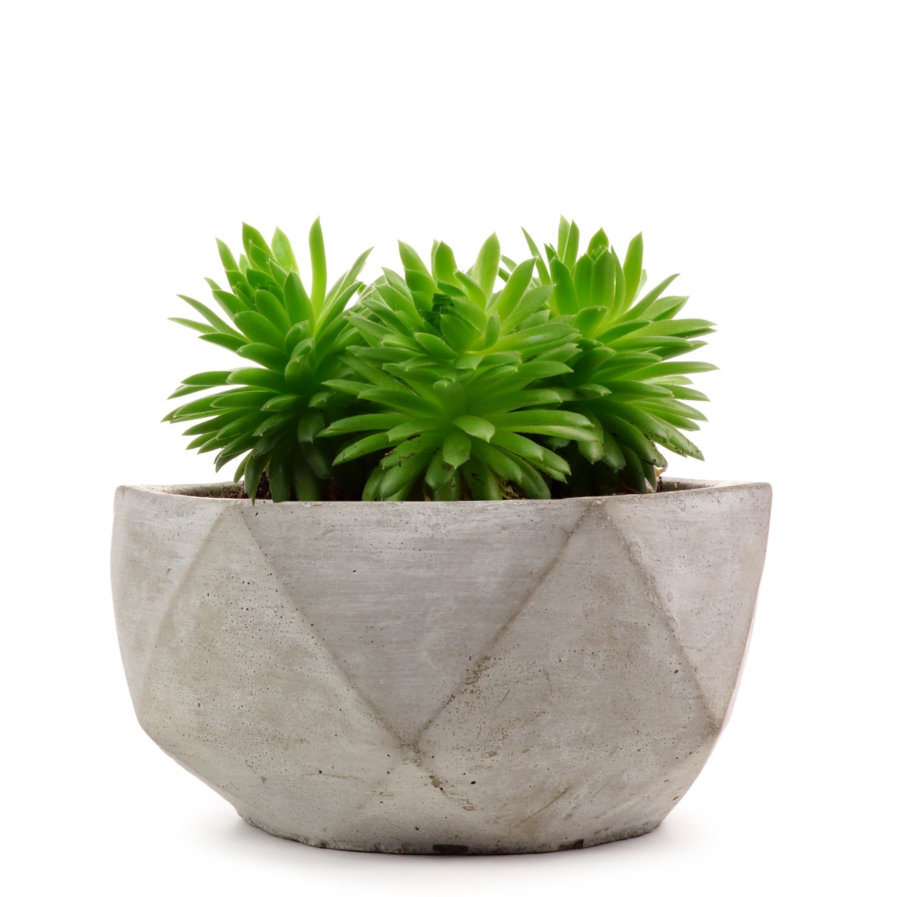 サボテンの写真