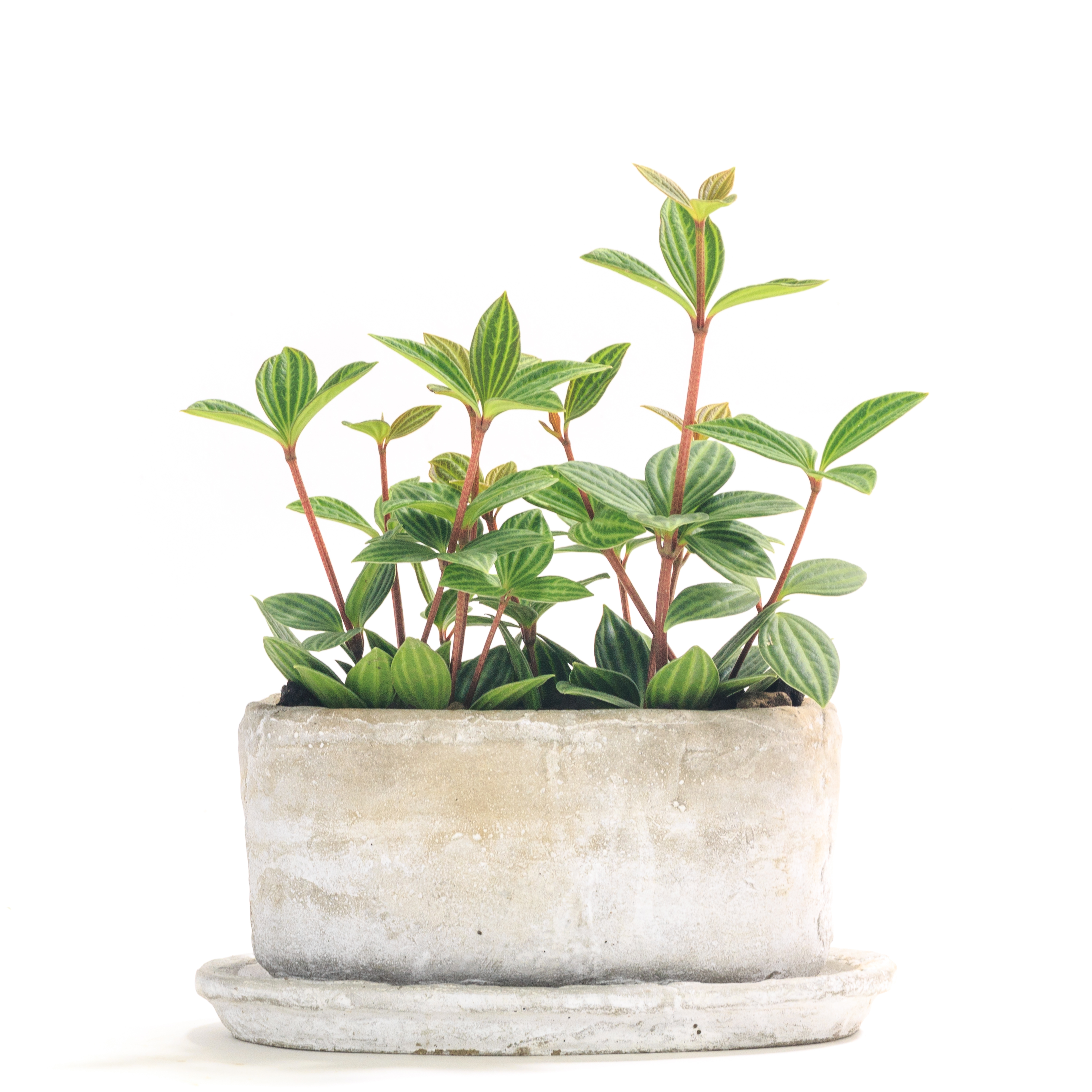 ペペロミアの写真